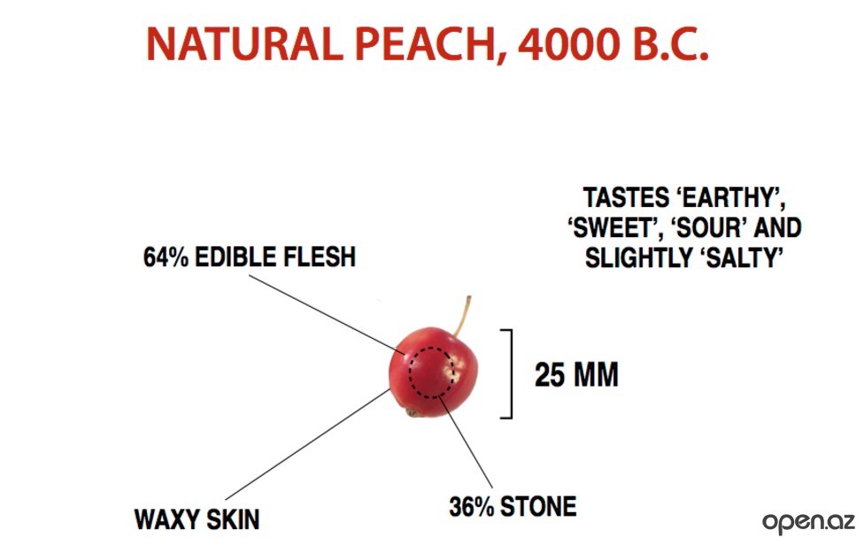 Дикие овощи и фрукты интересное