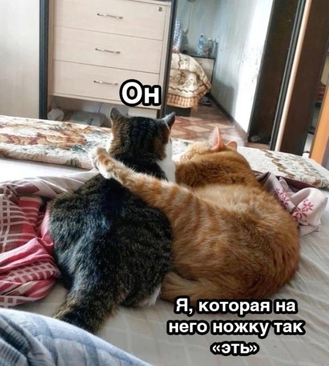 КотоМЕМЫ для хорошего настроения: «Слюни — это слёзы рта…» КотоМЕМЫ для хорошего настроения: «Слюни — это слёзы рта…»