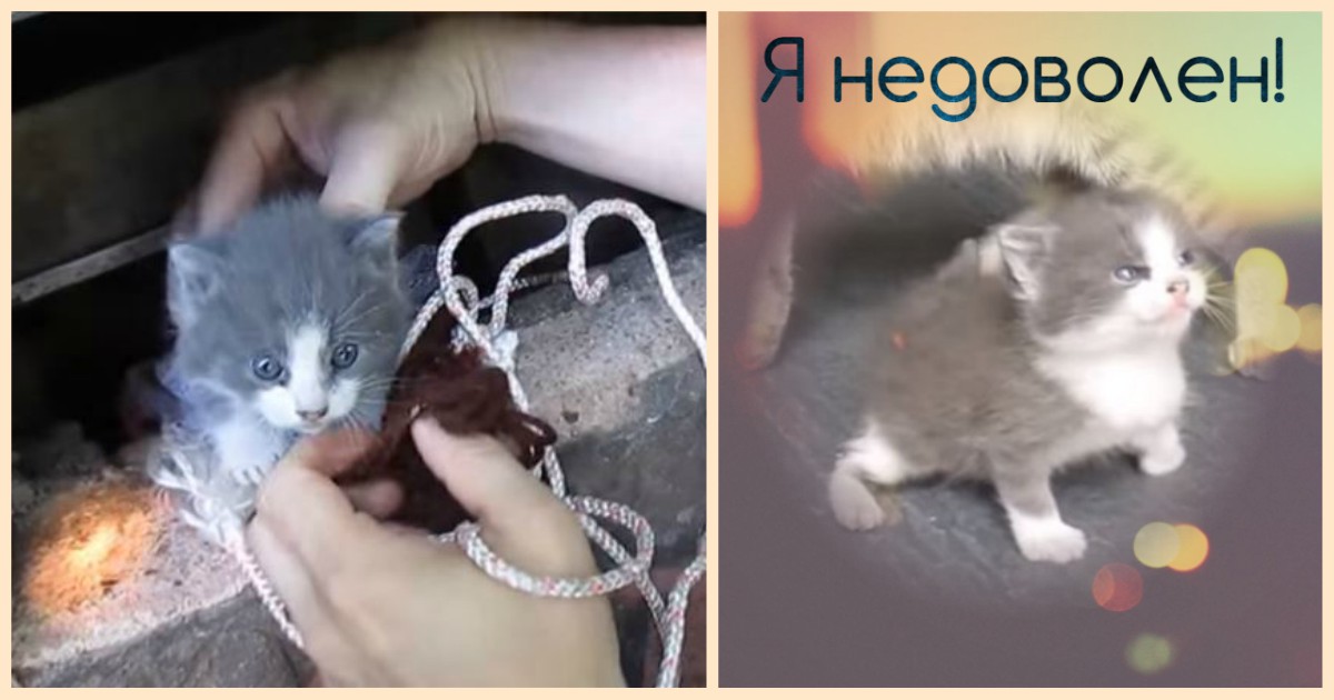 Довольный кот. Не сильно довольны им. Сильных не любят они неудобны ими нельзя управлять. Разве сердце заставишь молчать. Не сильно довольны им.