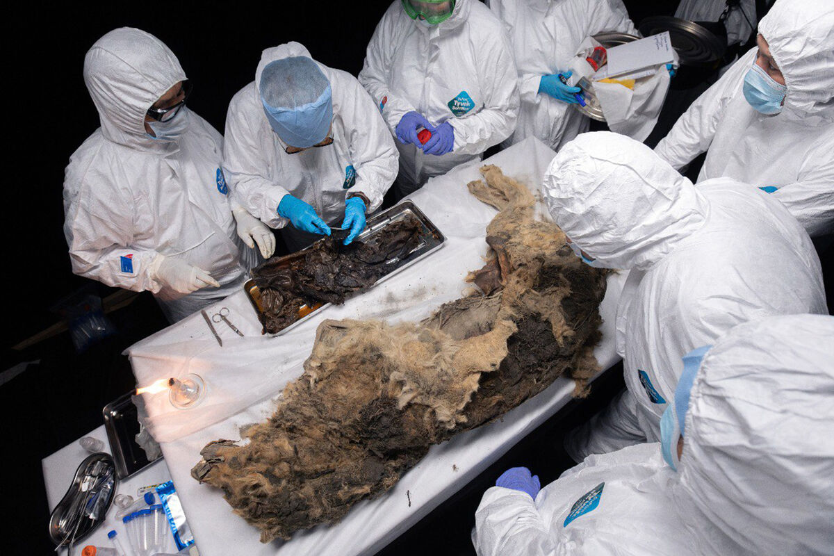 В СВФУ изучили органы и ткани ископаемого хищника возрастом 44 тыс. лет
