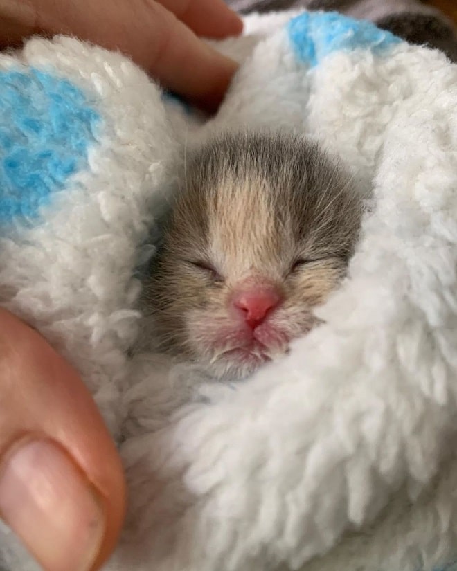 Укутанный котенок