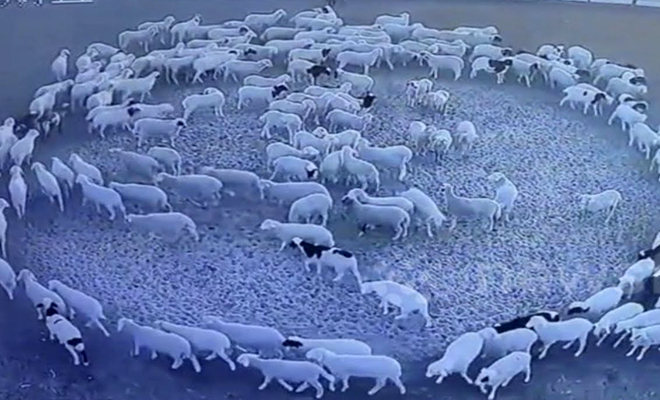 200 овец просыпаются в 12 ночи и ходят по кругу. Странный ритуал продолжался ровно 12 дней