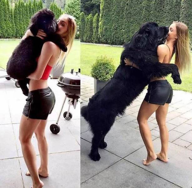 собаки до и после, щенки в больших собак, собаки до и после того как стали большими 