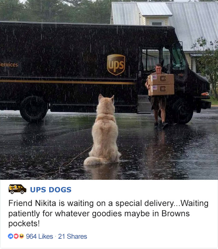 ups-dogs-facebook-group-drivers-meet-routes-sean-mccarren-02a