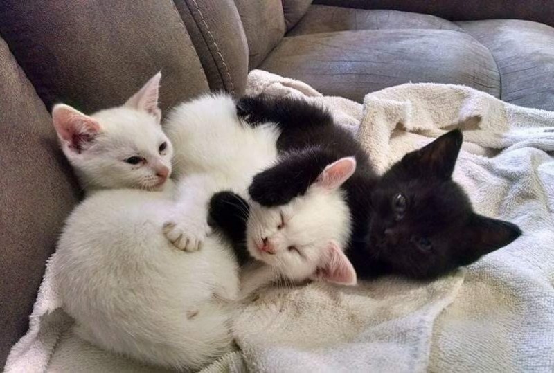 ПОСЛЕ ПОТЕРИ ЛЮБИМОГО КОТА ЖЕНЩИНА ПОШЛА К СОСЕДУ ЗА КОТЕНКОМ, НО ВЗЯЛА СРАЗУ ТРЕХ