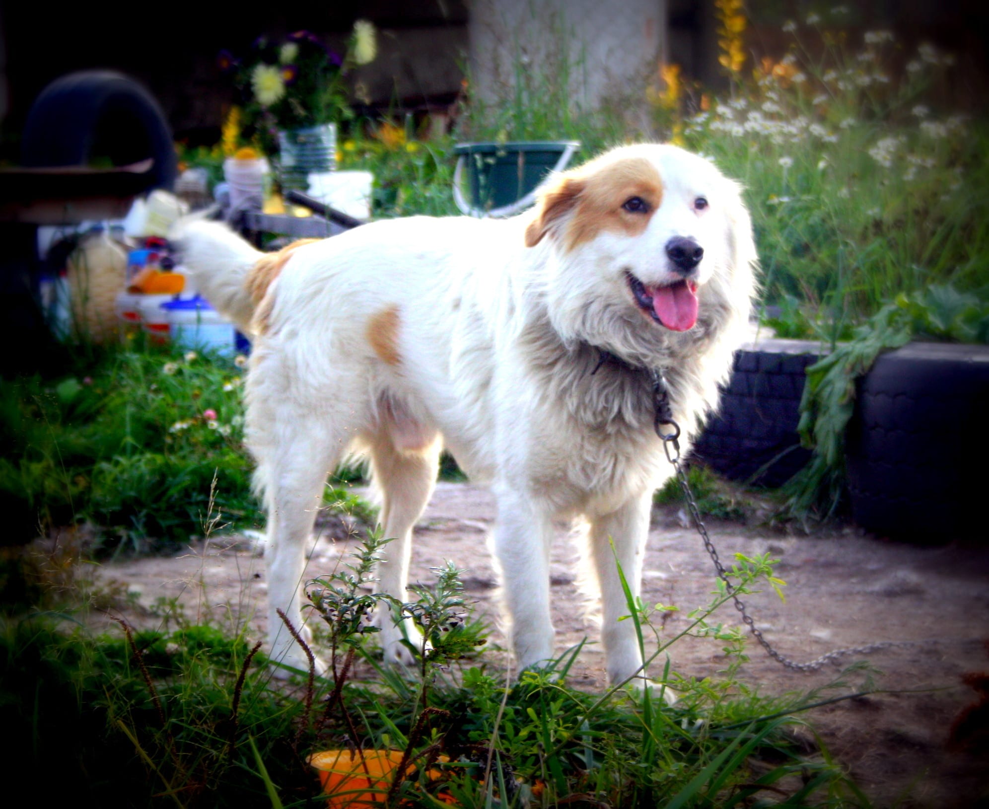 собака на прогулке