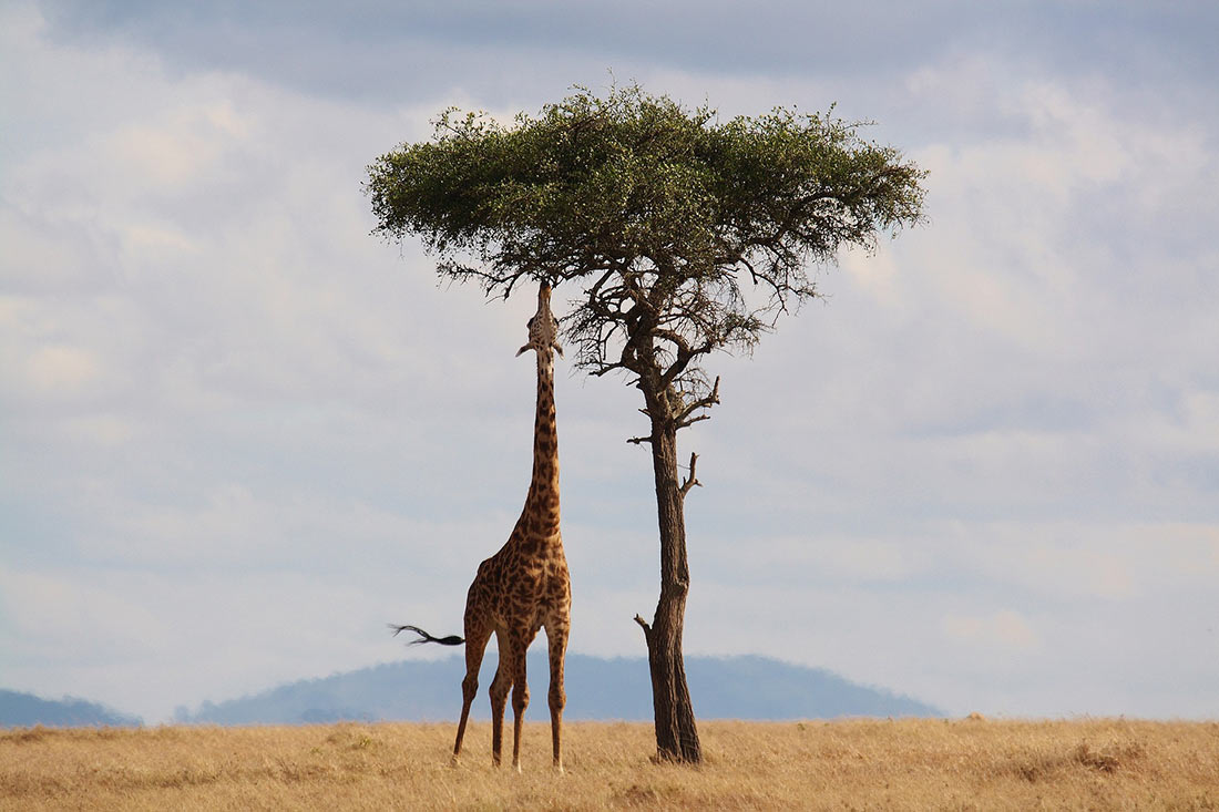 Акация жирафа