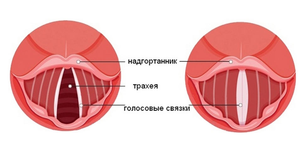 Где находятся голосовые связки у человека рисунок спереди