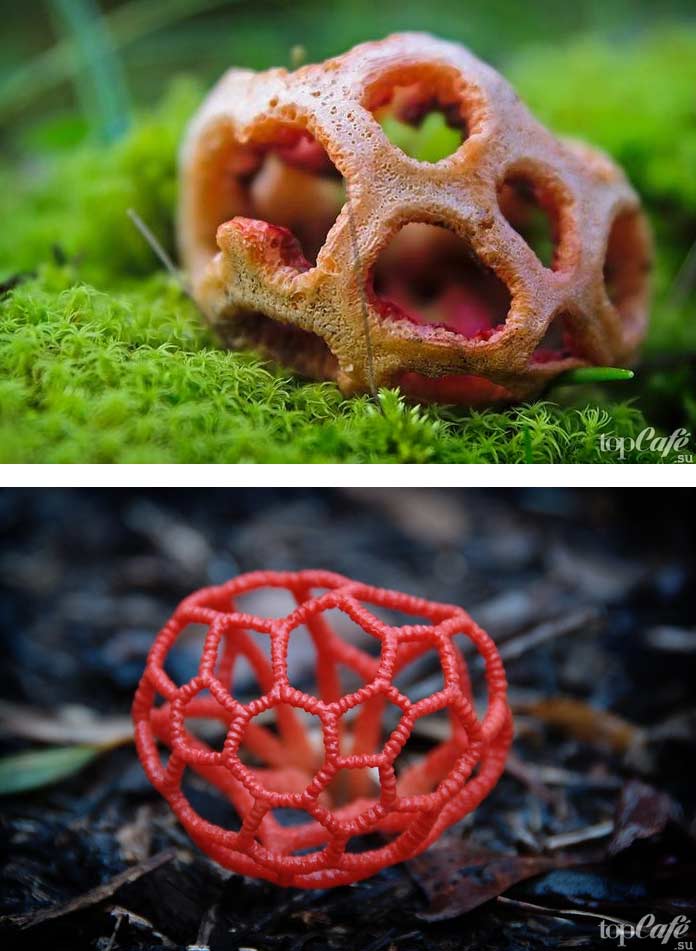 Решеточник красный