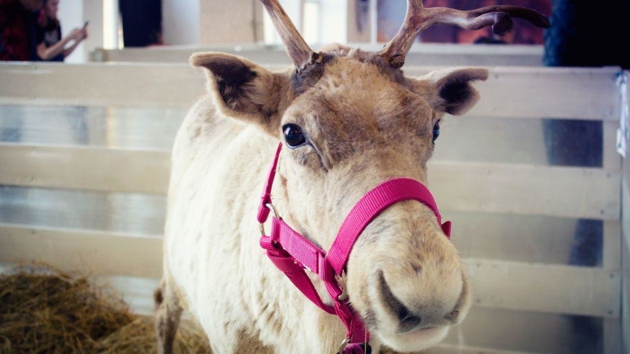 Коронавирус впервые выявили у оленей в США