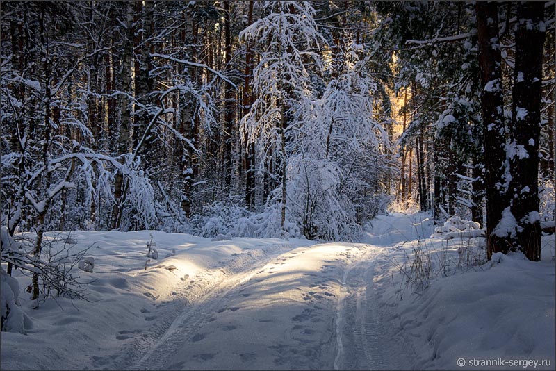 Зимний лес фото картина