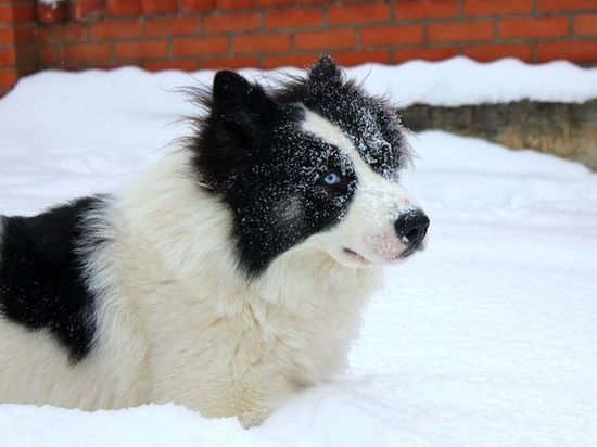 В Ростовской области собаки спасли хозяина, у которого случился инсульт на охоте