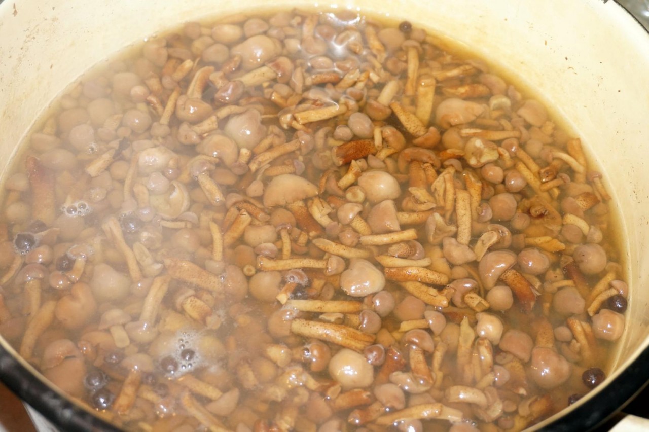 Как выглядят вареные опята фото. Гречка с опятами маринованными. Опята соленые под гнетом в кастрюле. Опята соленые под гнетом в кастрюле. Грибы соленые под гнетом.