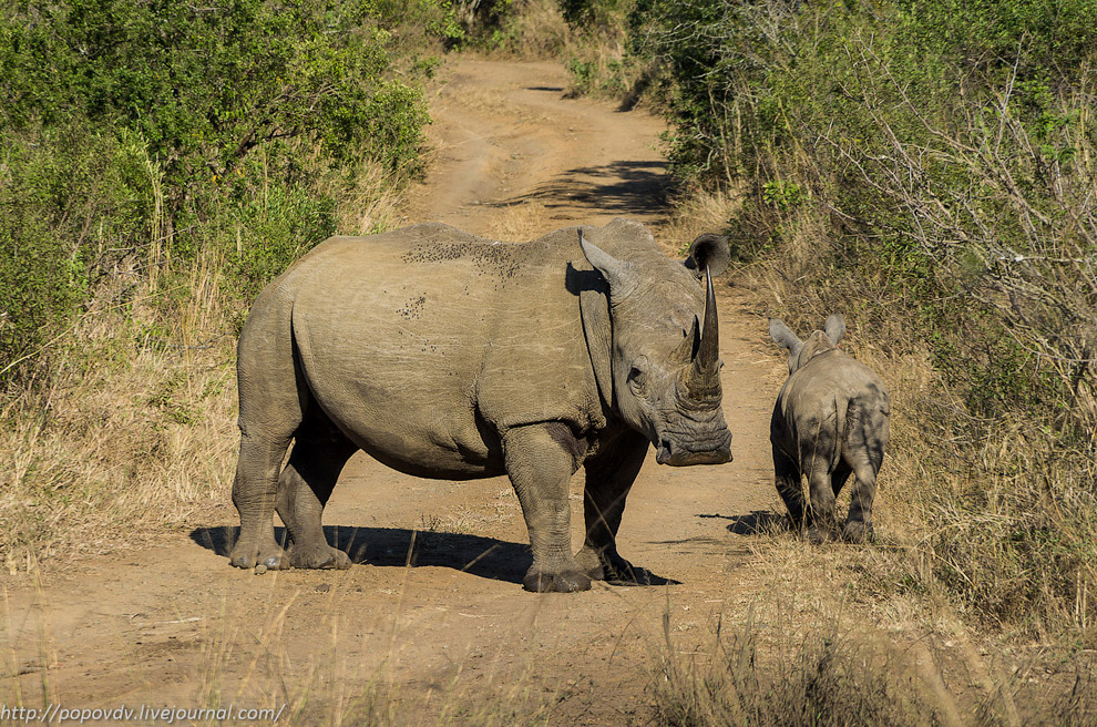 Беззащитные гиганты Беззащитные гиганты