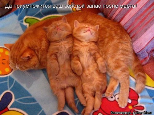 Новая котоматрица для настроения (20 фото)