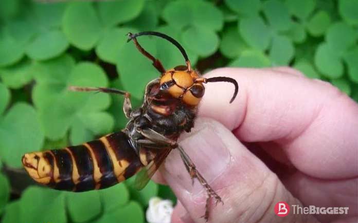 Самые большие насекомые: Азиатский Шершень