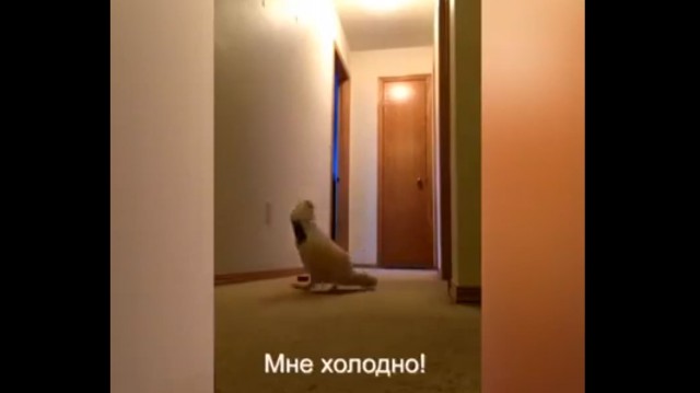 Наташа, закрой окно! Наташа, закрой окно!