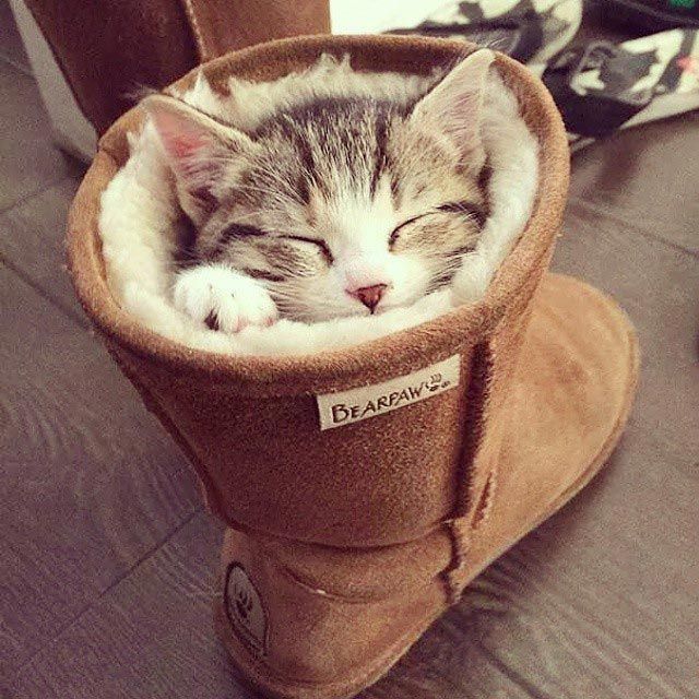 25 кошек, которые спят где угодно, кроме ваших коленей 25 кошек, которые спят где угодно, кроме ваших коленей