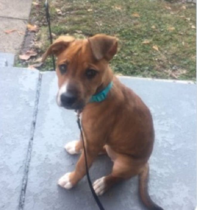 Щенок сидит