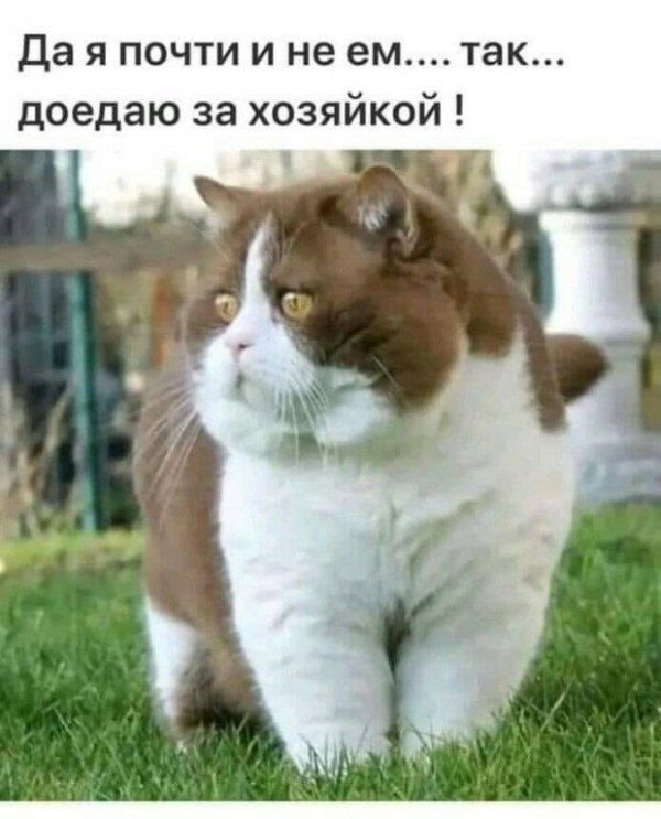 ÐšÐ¸Ñ-ÐºÐ¸Ñ- ÑŽÐ¼Ð¾Ñ€