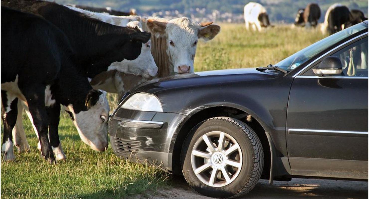 Топливо будут делать из коровьего навоза: для этих целей построят 28 заводов