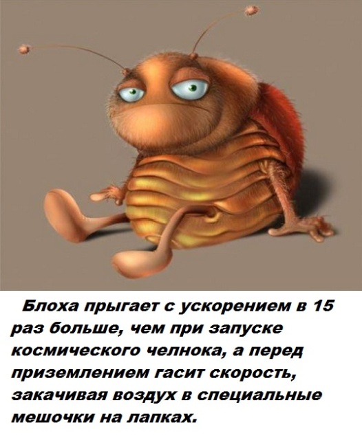 Самые бесполезные факты о которых вы не знали Самые бесполезные факты о которых вы не знали