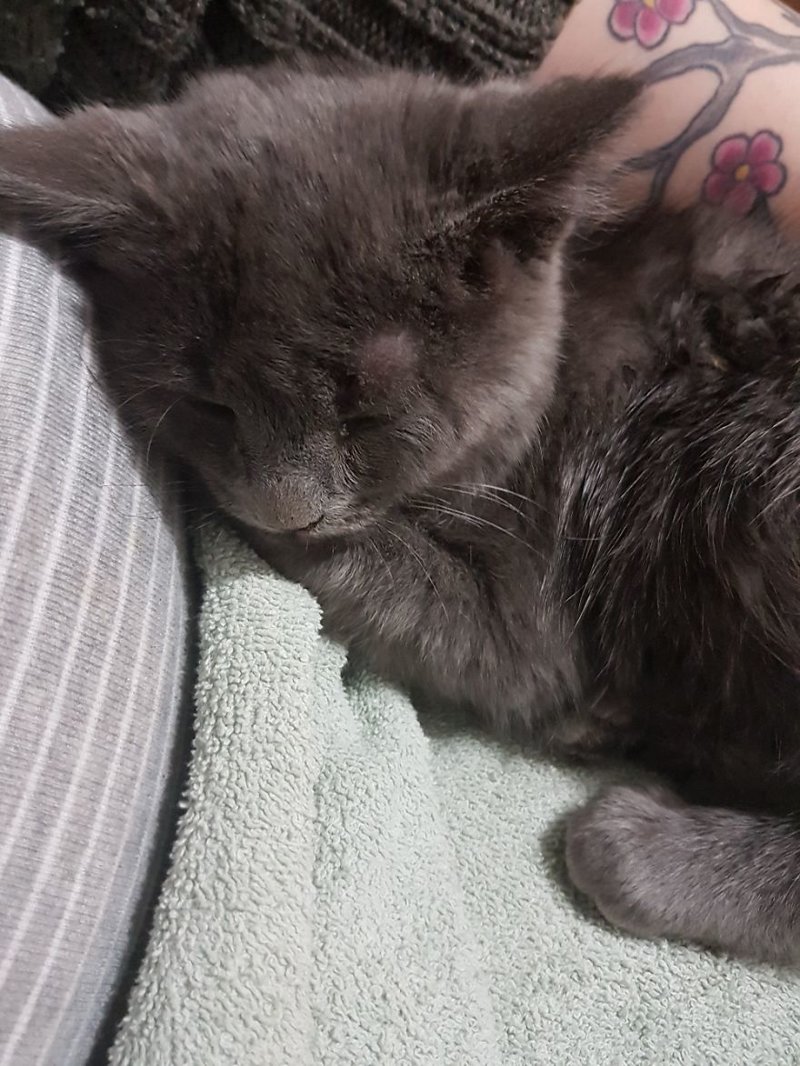 "Этого котенка притащили к нам во двор птицы, которые пытались его заклевать" Счастливый конец, животные, кошки, подобрашки, с улицы в дом, собаки, трогательно, хозяева