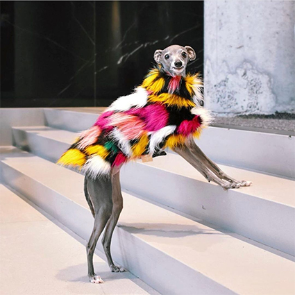 Модный дайджест: от Хейли Бибер в кампании Versace до самой стильной собаки кампании, участие, стала, впервые, коллекция, Reebok, Fendi, кампания, Maison, которые, сезона, модель, Дженнер, кампанию, марки, TikTok, звездой, первыми, также, Coach