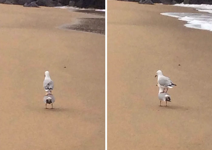Более вредных пакостников чем птички сложно найти. Не верите? Вот вам 10 доказательств Более вредных пакостников чем птички сложно найти. Не верите? Вот вам 10 доказательств