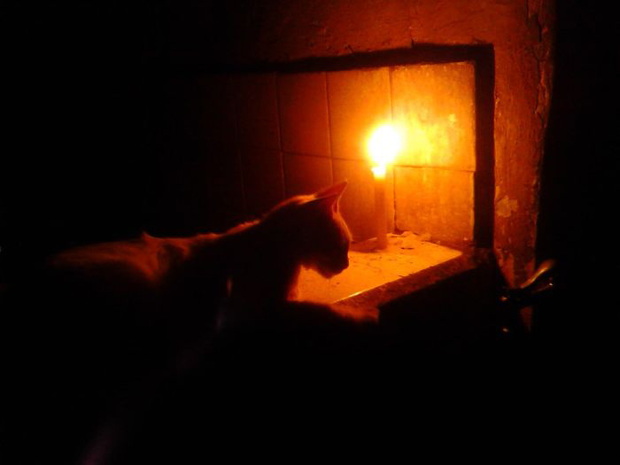 Человечность в трудное время: Семья заботится о 50 бездомных кошках Человечность в трудное время: Семья заботится о 50 бездомных кошках кошки и коты,Хуан Рейносо, Венесуэла, приют