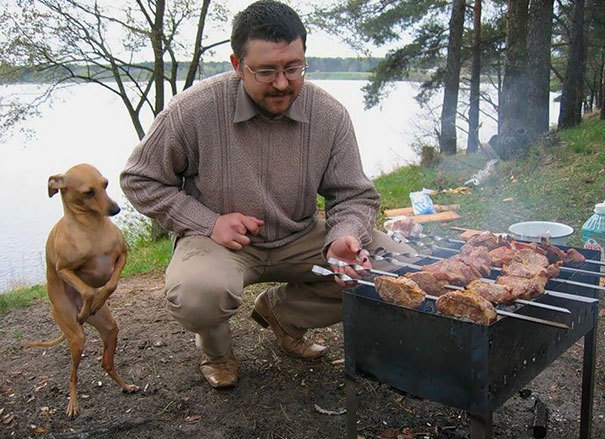 О том, как собаки умеют выпрашивать еду )) веселые картинки