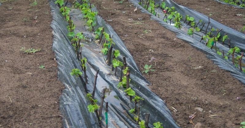 Черенки винограда под черной пленкой
