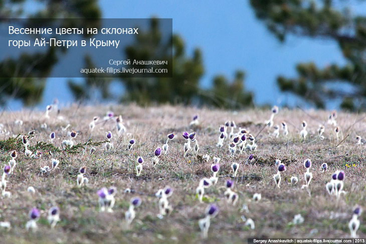 Как цветут Крымские горы весна