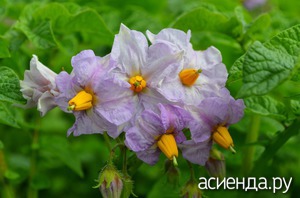 Стоит ли обрывать картофельные цветки? Стоит ли обрывать картофельные цветки? советы