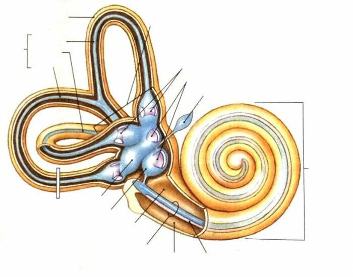 Вот слева от улитки 3 полукружных канальца.Картинка из интернета.
