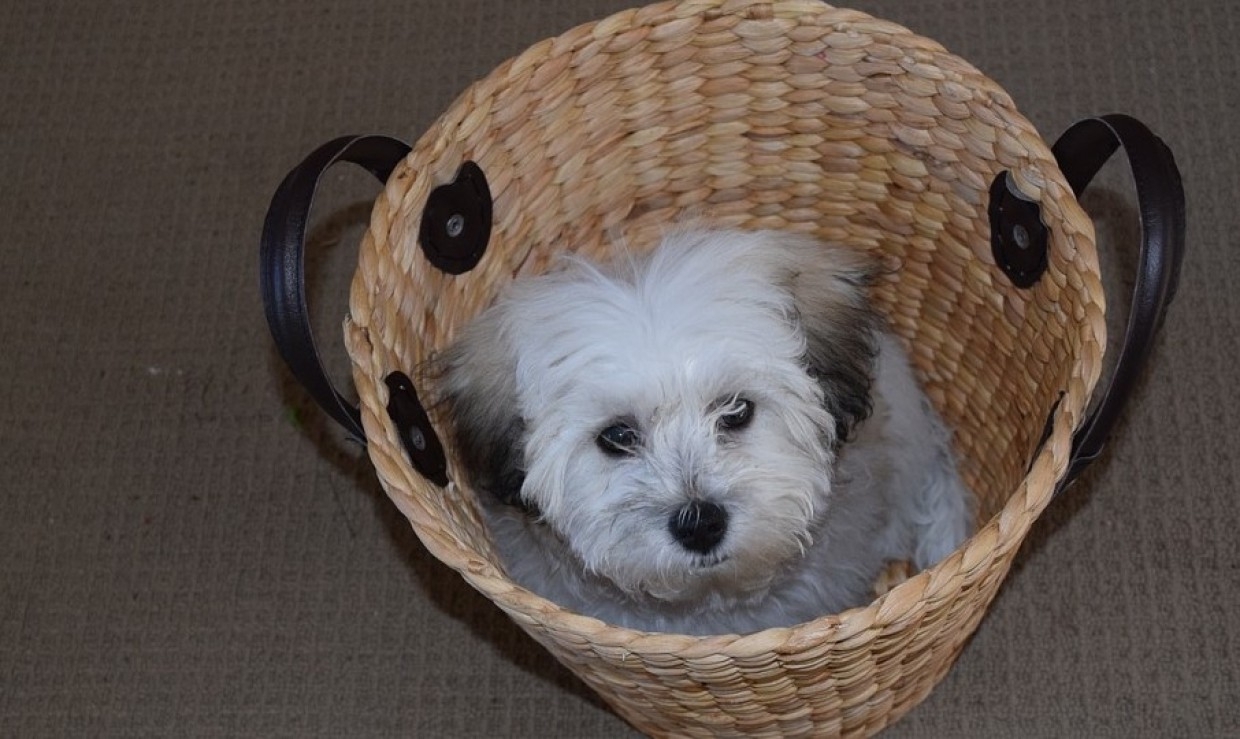 Кинолог поделился рекомендациями по воспитанию послушной собаки