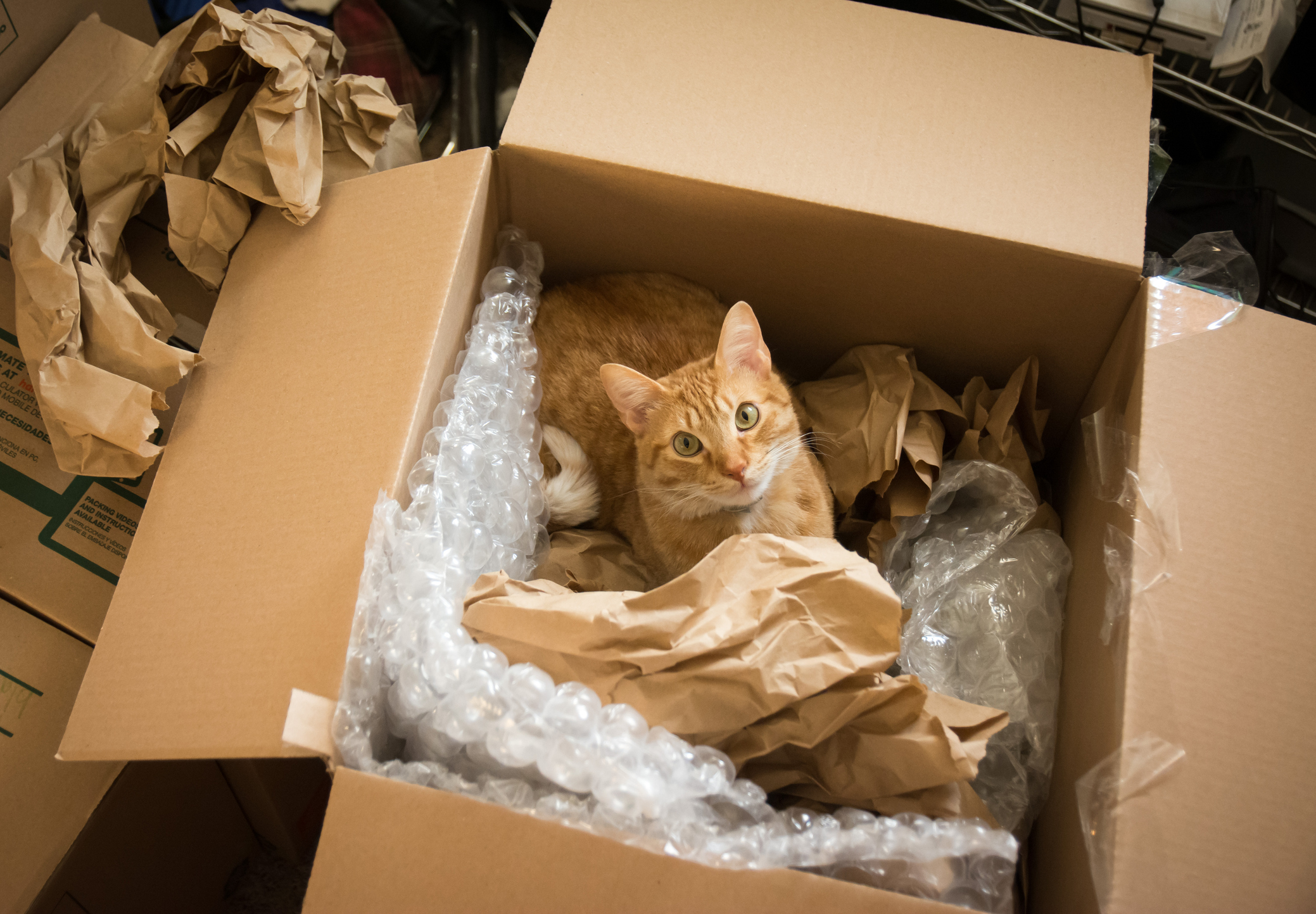 Почему кошки на самом деле обожают коробки — вы будете этому удивлены только, кошки, больше, ответ, перед, картонную, Мурлыки, оченьто, любят, открытое, пространство, Слишком, шумно, мнению, слишком, опасно, Поэтому, уютнее, маленькой, коробочке —