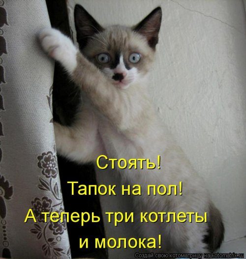Самые смешные котоматрицы за прошедшую неделю Самые смешные котоматрицы за прошедшую неделю