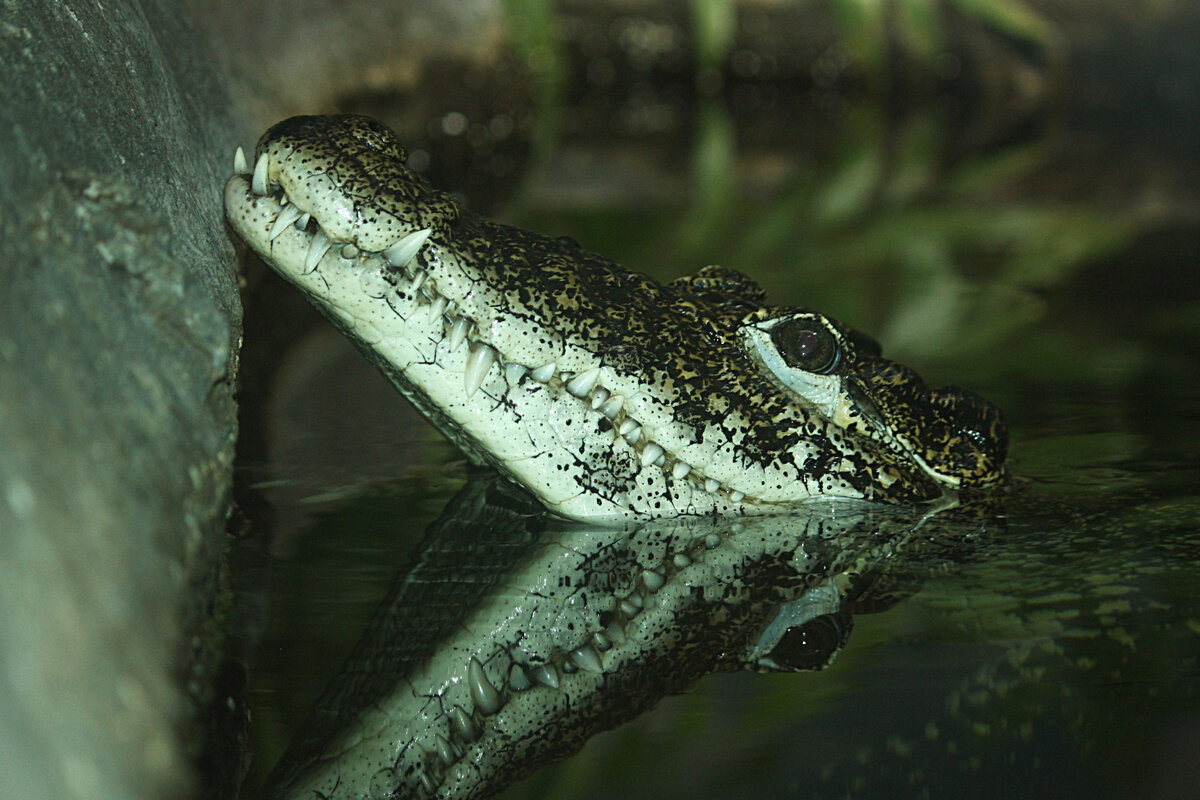 9 фактов о кубинском крокодиле — самом свирепом представителе семейства