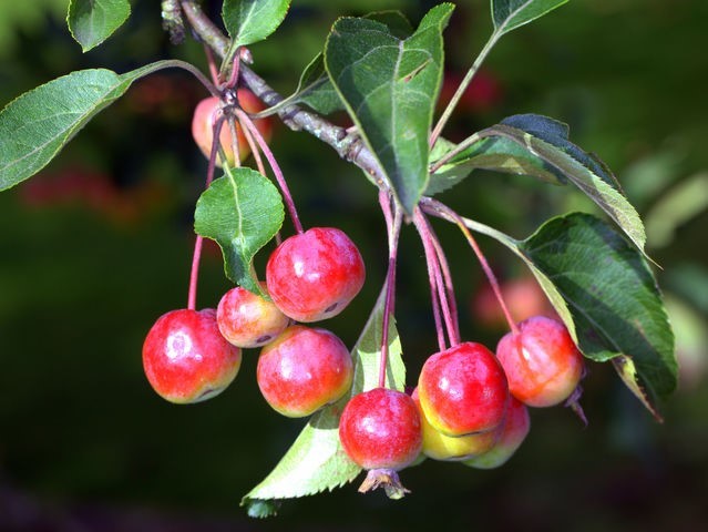 Дикие овощи и фрукты интересное