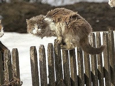 ПАРТИЗАН ВАСЬКА