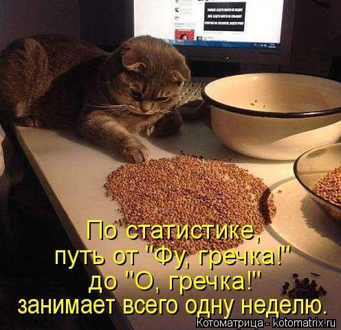 Самые смешные котоматрицы за прошедшую неделю Самые смешные котоматрицы за прошедшую неделю