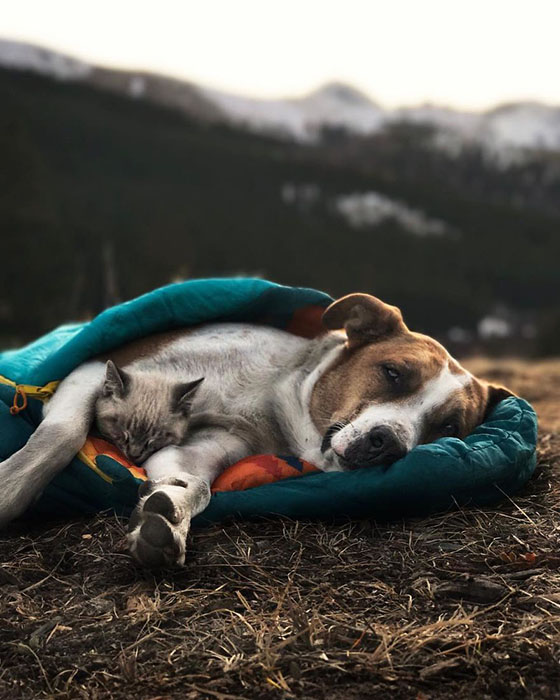 Пес и кот, которые путешествуют с хозяевами