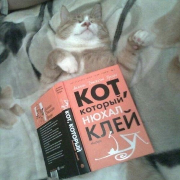 ÐšÐ¸Ñ-ÐºÐ¸Ñ- ÑŽÐ¼Ð¾Ñ€