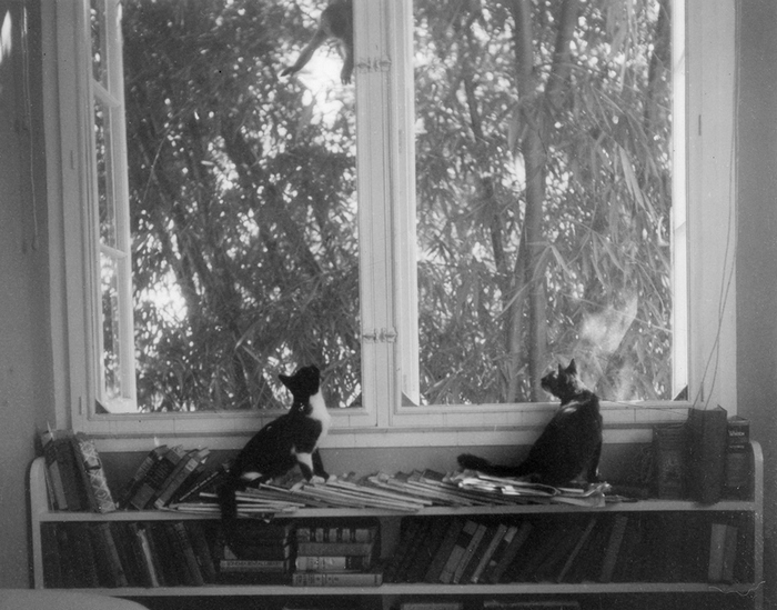 Коты Эрнеста Хемингуэя Недружелюбный брат и Вилли.  