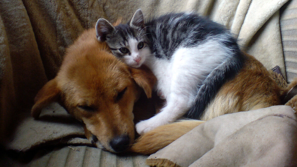 Жужа и воля к жизни