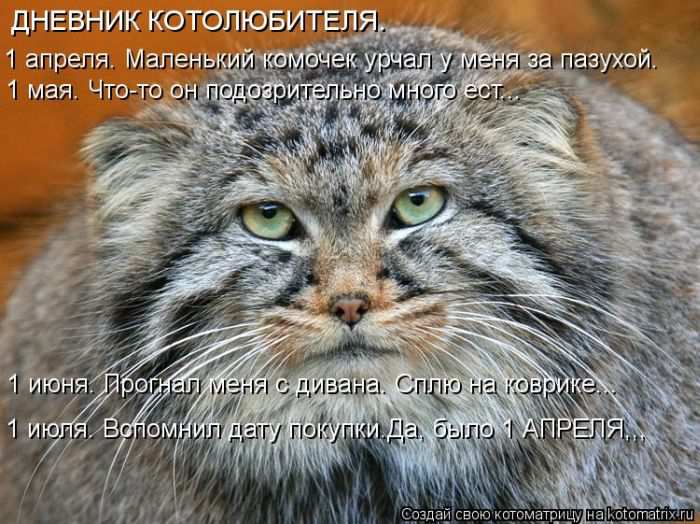 Кошарики :) Кошарики :)