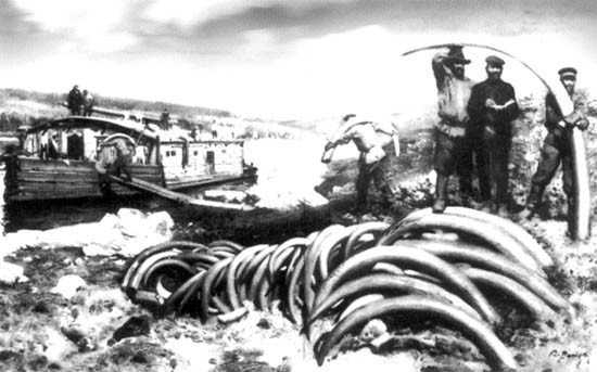 Начало ХХ века, Северная Якутия. Погрузка бивней мамонта знаменитости, интересные фото, фото