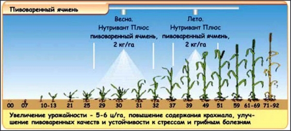 как выращивать ячмень в домашних условиях