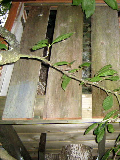 Как построить домик на дереве Как построить домик на дереве сделай сам